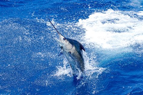 Saltwater fishing trips with blue magic fishing charters